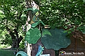 VBS_4923 - Il bosco fatato - Montaldo Roero